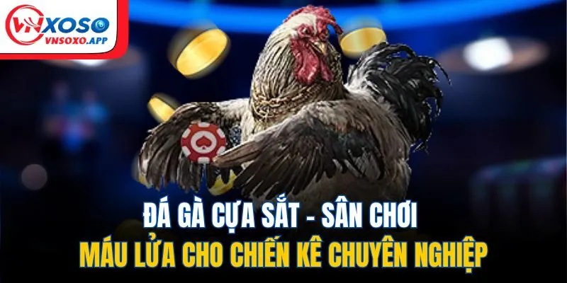 Đá Gà Cựa Sắt - Sân Chơi Máu Lửa Cho Chiến Kê Chuyên Nghiệp