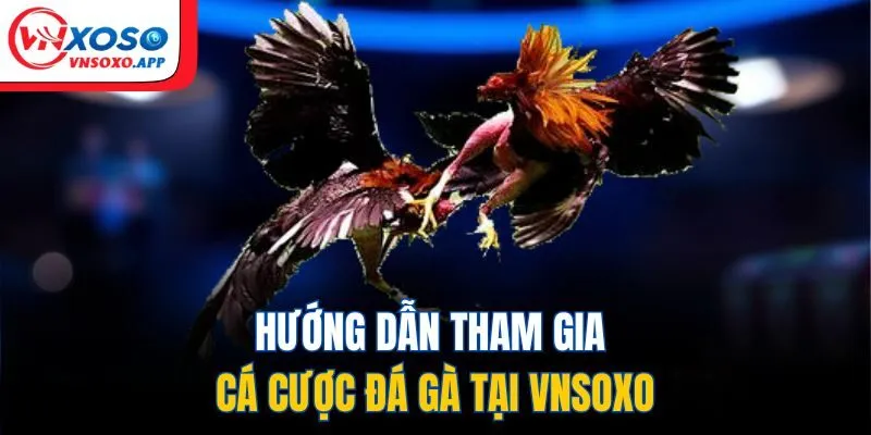 Hướng dẫn tham gia cá cược đá gà tại VNXOSO